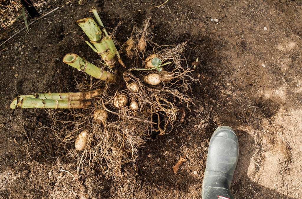 When and How to Dig Dahlia Tubers