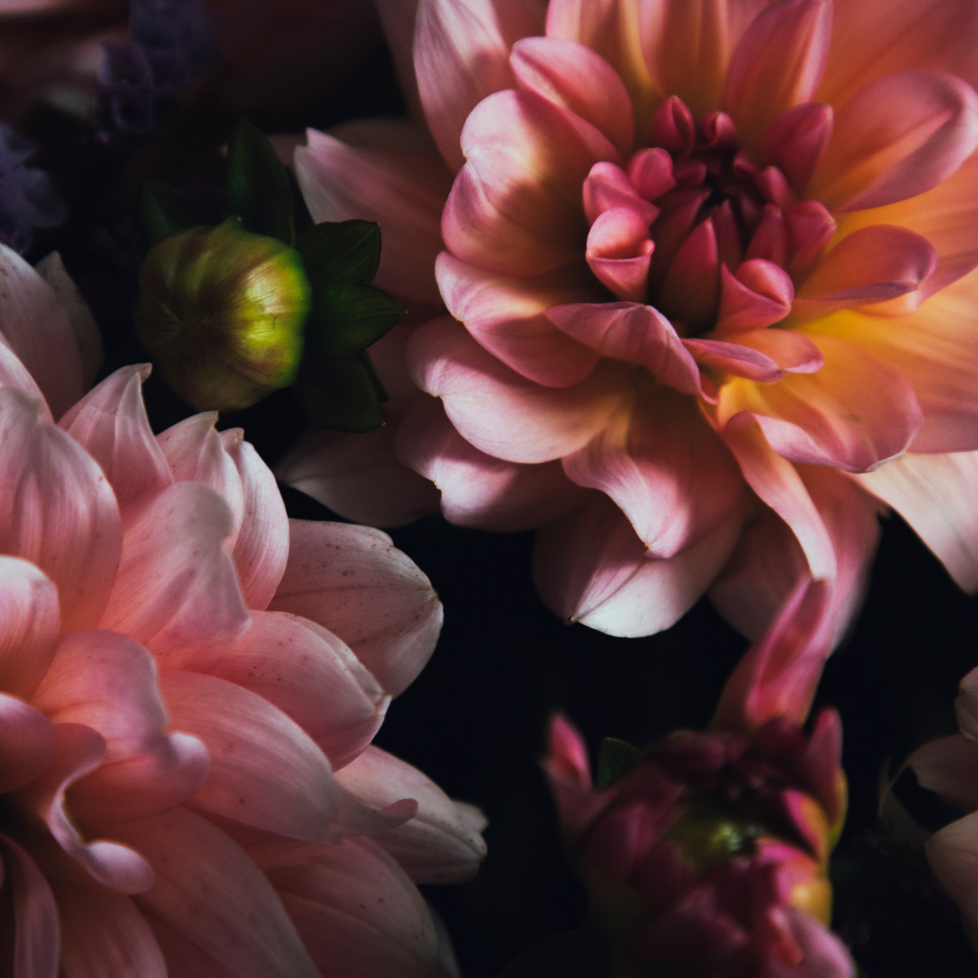 10 Reasons Why Dahlias Are the Perfect Choice for Creating a Beautiful Outdoor Space